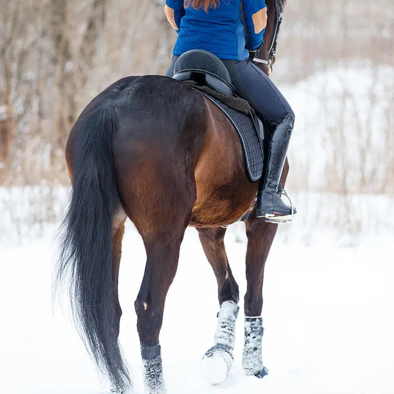 Pferd mit Gamaschen im Schnee, Reiterin in blauer Jacke im Sattel