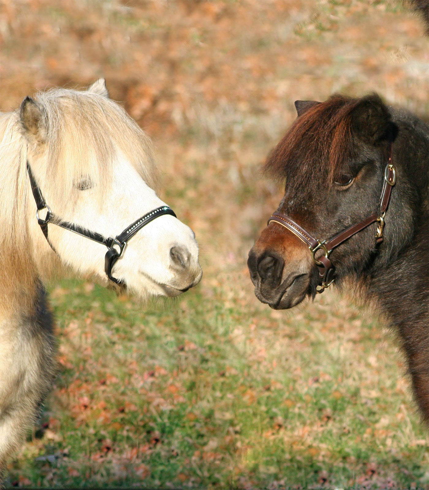 STAR Lederhalfter Diamond Waldhausen