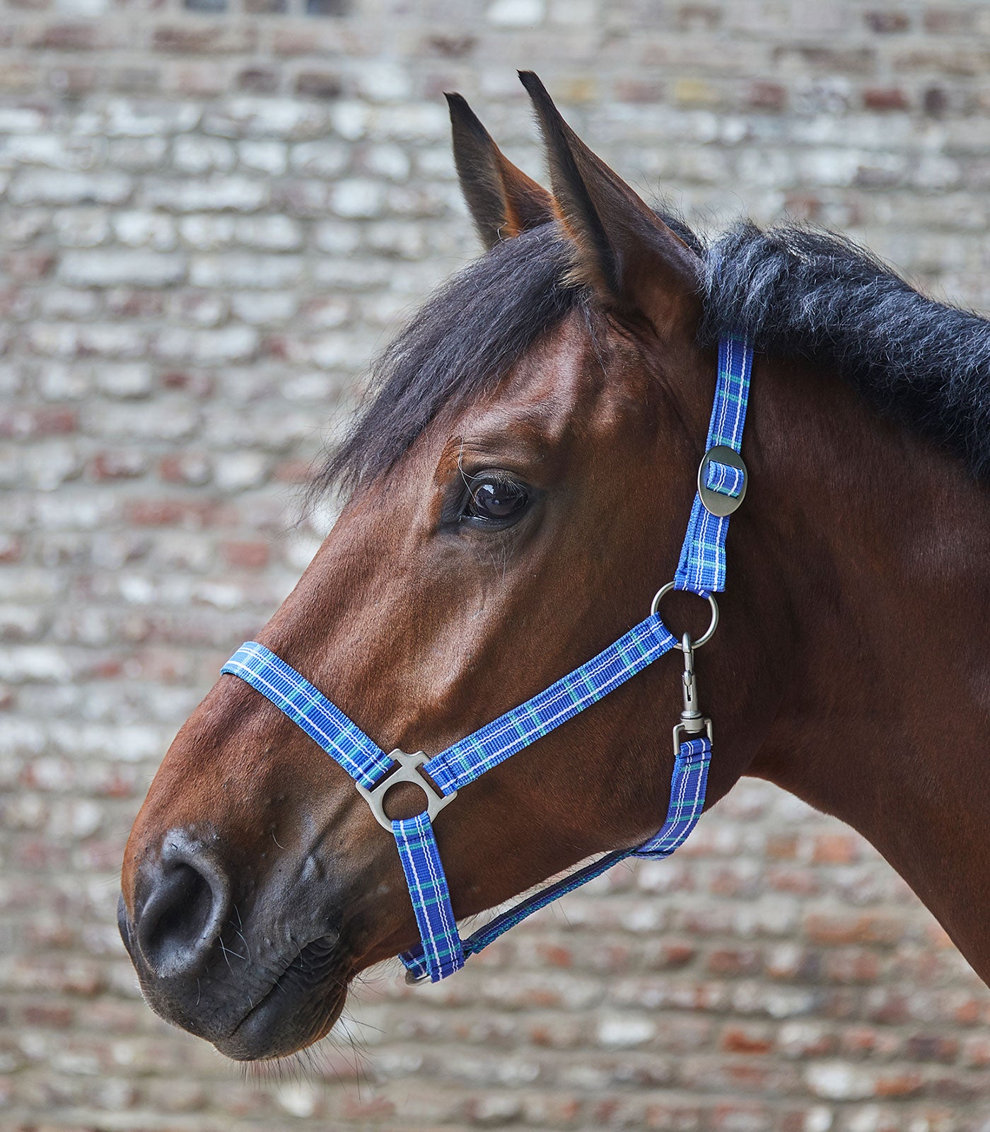 Nylonhalfter Pony, nightblue/taupe Waldhausen