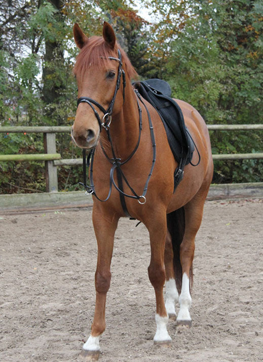 Martingal Waldhausen